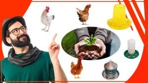 Los comederos para gallinas y su relacion con la agricultura 300x169 - Los comederos para gallinas y su relación con la agricultura