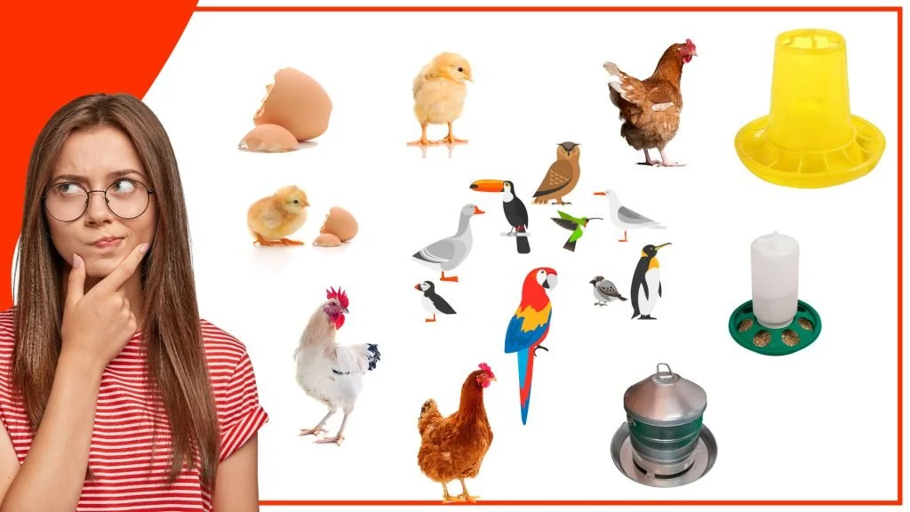Los comederos para gallinas y su relacion con la conservacion de las especies 1024x576 - Los comederos para gallinas y su relación con la conservación de las especies