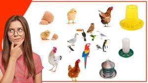 Los comederos para gallinas y su relacion con la conservacion de las especies 300x169 - Los comederos para gallinas y su relación con la conservación de las especies