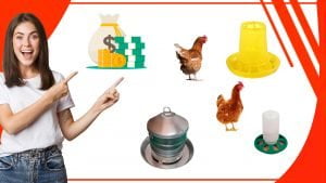 Los comederos para gallinas y su relacion con la economia local 300x169 - Los comederos para gallinas y su relación con la economía local