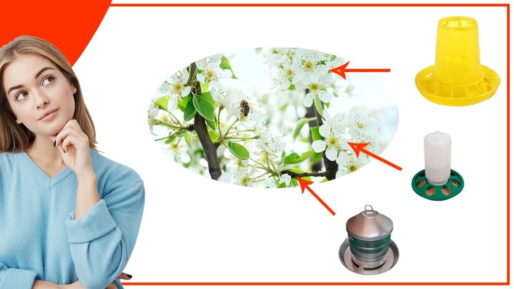 Los comederos para gallinas y su relacion con la polinizacion 1024x576 - Los comederos para gallinas y su relación con la polinización