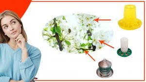 Los comederos para gallinas y su relacion con la polinizacion 300x169 - Los comederos para gallinas y su relación con la polinización