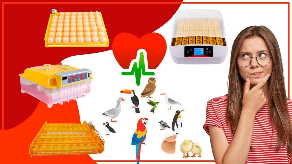 Los comederos para pollos y su impacto en la salud de las aves 1024x576 - Los comederos para pollos y su impacto en la salud de las aves