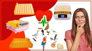 Los comederos para pollos y su impacto en la salud de las aves 300x169 - Los comederos para pollos y su impacto en la salud de las aves