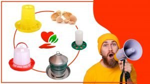 Los comederos para pollos y su impacto en la salud humana 300x169 - Los comederos para pollos y su impacto en la salud humana