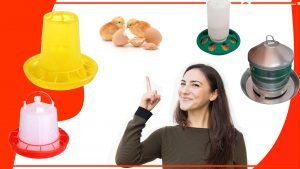 Los comederos para pollos y su relacion con la produccion de huevos 300x169 - Los comederos para pollos y su relación con la producción de huevos