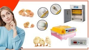 Los mejores accesorios para la incubacion de huevos de gallina 300x169 - Los mejores accesorios para la incubación de huevos de gallina
