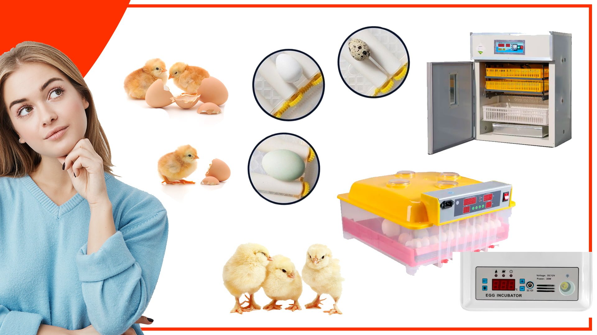 Los mejores accesorios para la incubación de huevos de gallina ️ ️