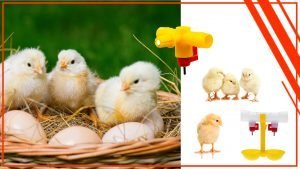 Los mejores bebederos para pollos recien nacidos 300x169 - Los mejores bebederos para pollos recién nacidos