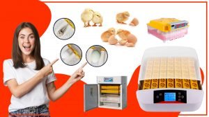 Los mejores disenos de accesorios para incubar huevos 300x169 - Los mejores diseños de accesorios para incubar huevos