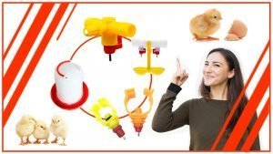 Los mejores disenos de bebedero para gallinas 300x169 - Los mejores diseños de bebedero para gallinas