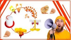 Los mejores disenos de bebedero para pollos 300x169 - Los mejores diseños de bebedero para pollos