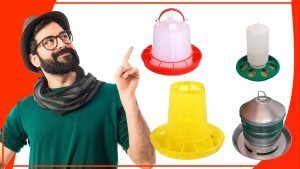 Los mejores disenos de comederos para pollos 300x169 - Los mejores diseños de comederos para pollos