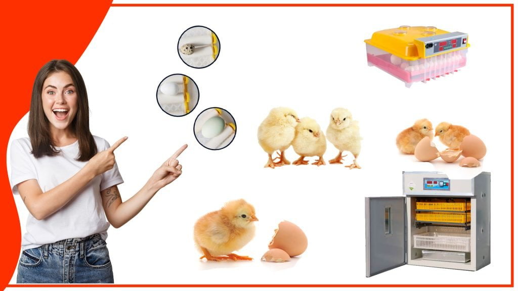 Los mejores materiales para construir un accesorio de incubacion de huevos 1024x576 - Los mejores materiales para construir un accesorio de incubación de huevos