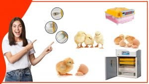 Los mejores materiales para construir un accesorio de incubacion de huevos 300x169 - Los mejores materiales para construir un accesorio de incubación de huevos