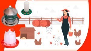 Los mejores materiales para construir un comederos para pollos 300x169 - Los mejores materiales para construir un comederos para pollos