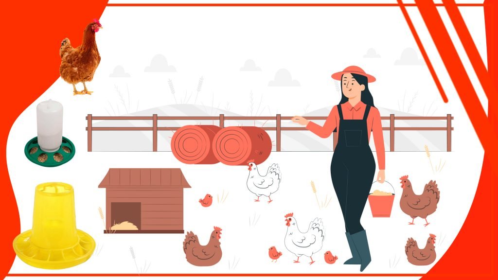 Los mejores tipos de alimento para tus gallinas en el comederos Los mejores tipos de alimento para tus gallinas en el comederos 1024x576 - Los mejores tipos de alimento para tus gallinas en el comederos