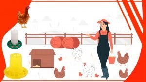 Los mejores tipos de alimento para tus gallinas en el comederos 300x169 - Los mejores tipos de alimento para tus gallinas en el comederos