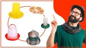 Los mejores tipos de comederos para pollos criados en granja 300x169 - Los mejores tipos de comederos para pollos criados en granja