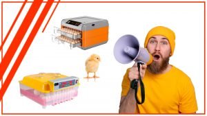 Los mejores trucos y consejos para usar una incubadora de huevos automatica 300x169 - Los mejores trucos y consejos para usar una incubadora de huevos automática