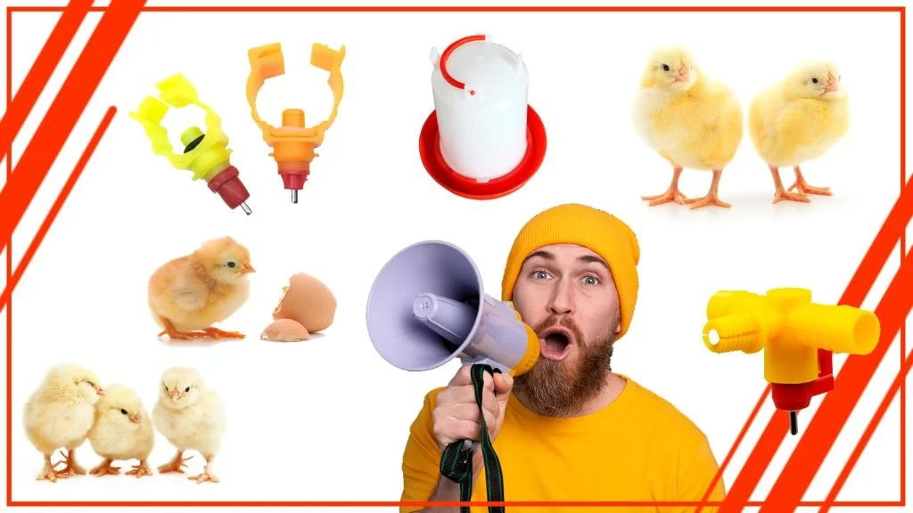 Los peligros de los bebederos sucios para las gallinas 1024x576 - Los peligros de los bebederos sucios para las gallinas