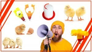 Los peligros de los bebederos sucios para las gallinas 300x169 - Los peligros de los bebederos sucios para las gallinas