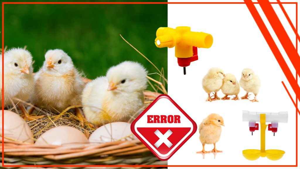 Los peligros de los bebederos sucios para los pollos 1024x576 - Los peligros de los bebederos sucios para los pollos