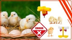 Los peligros de los bebederos sucios para los pollos 300x169 - Los peligros de los bebederos sucios para los pollos