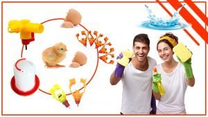 Mantenimiento y limpieza de los bebederos para pollos 300x169 - Mantenimiento y limpieza de los bebederos para pollos