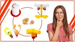 Por que es importante el agua limpia para las gallinas 300x169 - Por qué es importante el agua limpia para las gallinas