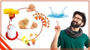 Por que es importante el agua limpia para los pollos 300x169 - Por qué es importante el agua limpia para los pollos