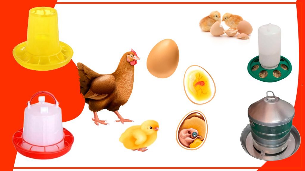 Por qué es importante la alimentación adecuada para los pollos Por que es importante la alimentacion adecuada para los pollos 1024x576 - Por qué es importante la alimentación adecuada para los pollos