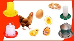 Por que es importante la alimentacion adecuada para los pollos 300x169 - Por qué es importante la alimentación adecuada para los pollos