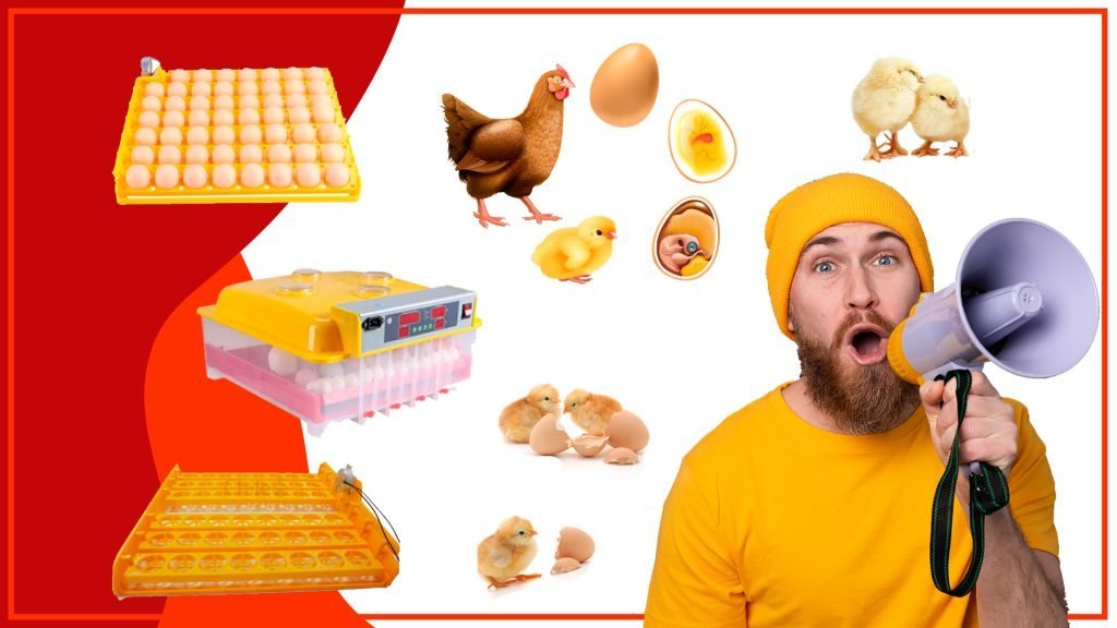 ¿Qué características deben tener las bandejas de huevos para gallinas ponedoras? Que caracteristicas deben tener las bandejas de huevos para gallinas ponedoras 1024x576 - ¿Qué características deben tener las bandejas de huevos para gallinas ponedoras?