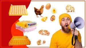 Que caracteristicas deben tener las bandejas de huevos para gallinas ponedoras 300x169 - ¿Qué características deben tener las bandejas de huevos para gallinas ponedoras?