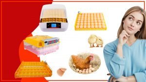 Que tamano de bandeja de huevos es el adecuado para tu gallinero 300x169 - ¿Qué tamaño de bandeja de huevos es el adecuado para tu gallinero?