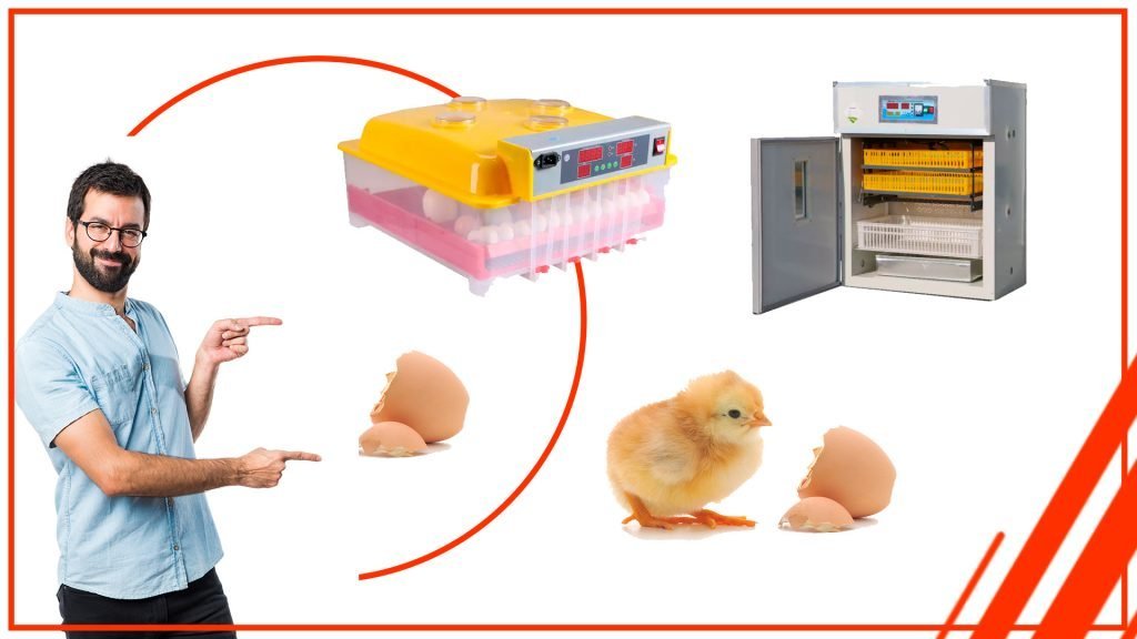 Cómo proteger tus huevos durante el transporte con una incubadora de huevos profesional en Chile anonasd 1024x576 - Cómo proteger tus huevos durante el transporte con una incubadora de huevos profesional en Chile