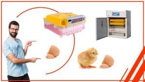 anonasd 300x169 - Cómo proteger tus huevos durante el transporte con una incubadora de huevos profesional en Chile