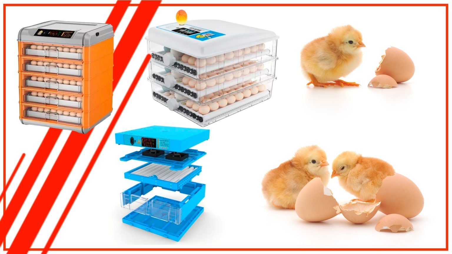 Descubre los beneficios de usar una incubadora de huevos automática ️ ️