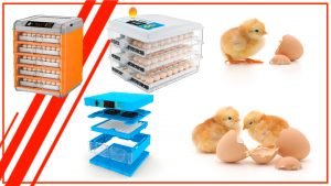 beneficios de usar una incubadora de huevos automatica 300x169 - Descubre los beneficios de usar una incubadora de huevos automática