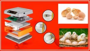 beneficios de utilizar una incubadora automatica 300x169 - Cómo utilizar una incubadora de huevos automática para criar pollos