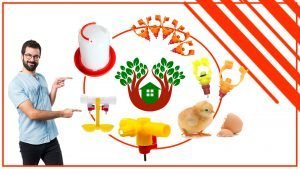 como elegir el adecuado para tu jardin 300x169 - Bebederos para aves: ¿cómo elegir el adecuado para tu jardín?