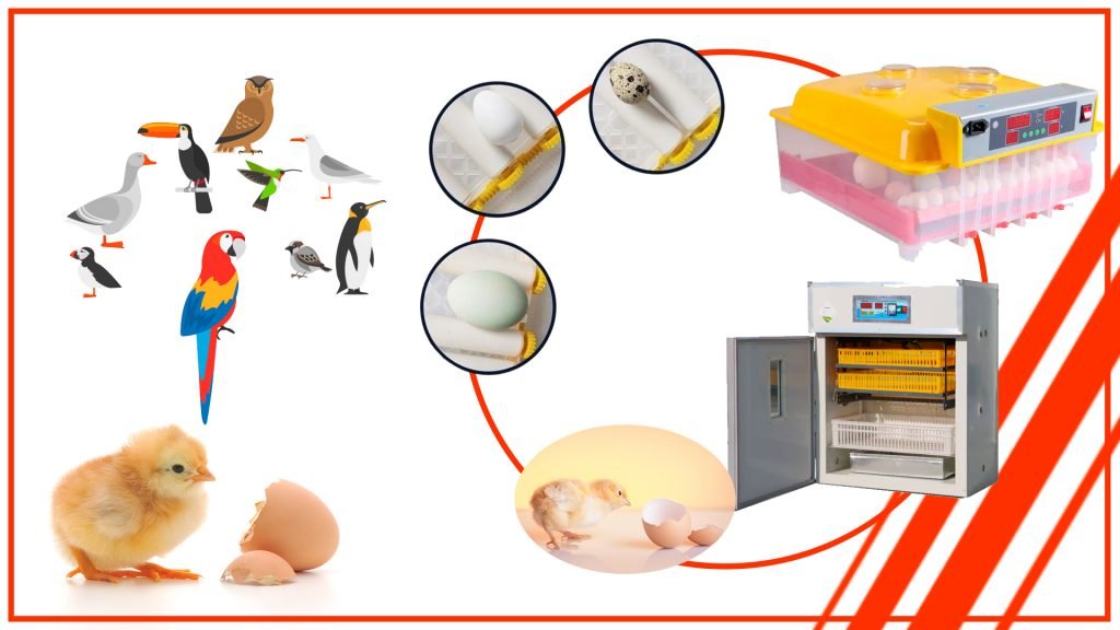Cómo incubar huevos de aves silvestres con una incubadora de huevos profesional en Chile gdfgdfgdf 1024x576 - Cómo incubar huevos de aves silvestres con una incubadora de huevos profesional en Chile