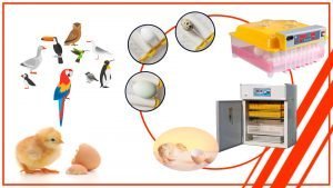 gdfgdfgdf 300x169 - Cómo incubar huevos de aves silvestres con una incubadora de huevos profesional en Chile
