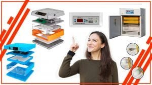 ggfdgsdf 300x169 - Cómo ajustar la configuración de tu incubadora de huevos automática