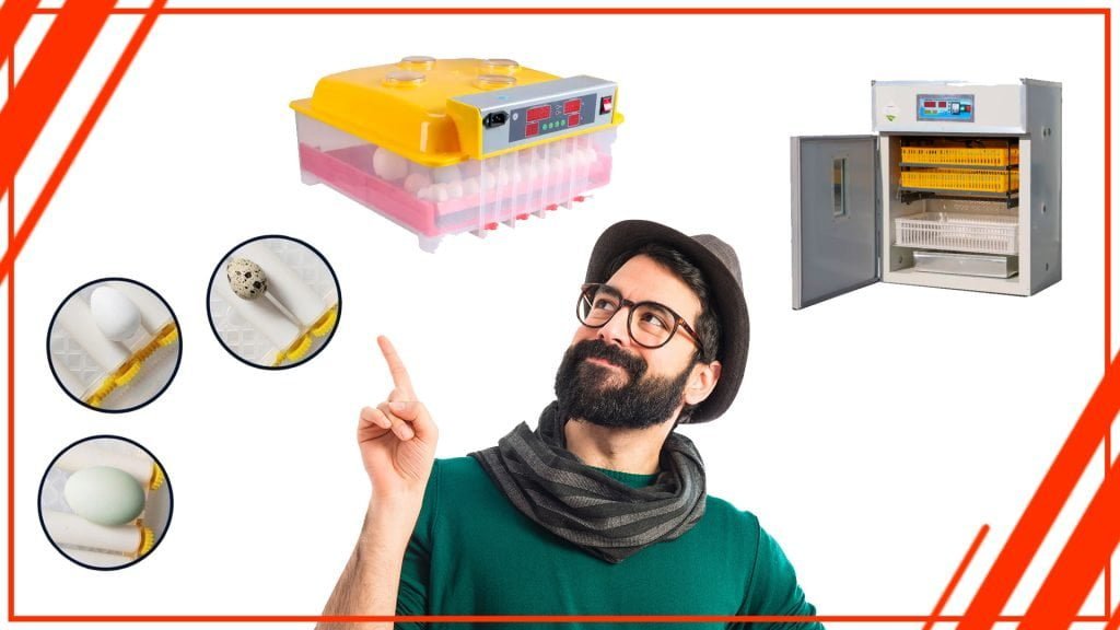 ghfgdfg 1024x576 - Los problemas más comunes que puedes encontrar con una incubadora de huevos profesional en Chile