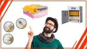 ghfgdfg 300x169 - Los problemas más comunes que puedes encontrar con una incubadora de huevos profesional en Chile