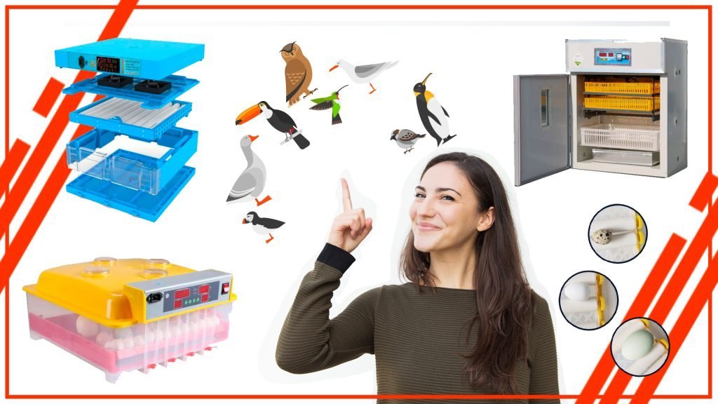 Cómo incubar huevos de aves migratorias con una incubadora de huevos automática noansdodas 1024x576 - Cómo incubar huevos de aves migratorias con una incubadora de huevos automática