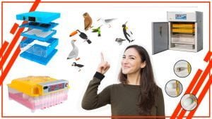 noansdodas 300x169 - Cómo incubar huevos de aves migratorias con una incubadora de huevos automática