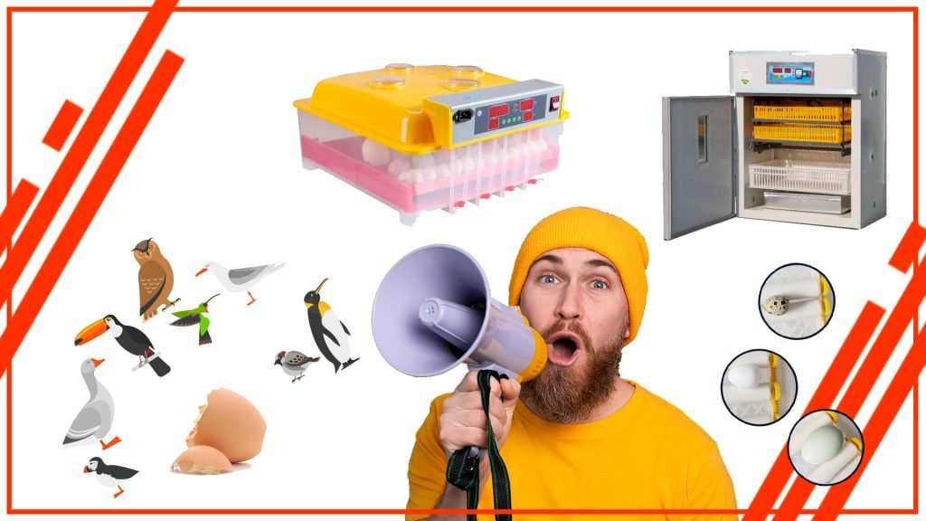 Cómo incubar huevos de aves raras y en peligro de extinción con una incubadora de huevos automática oaosnodnodsa 1024x576 - Cómo incubar huevos de aves raras y en peligro de extinción con una incubadora de huevos automática